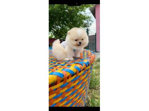 Her renk her cinsten pomeranian yavrular