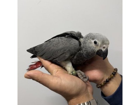 Bebek jako bilezikli belgeli