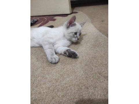 2.5 aylık british shorthair