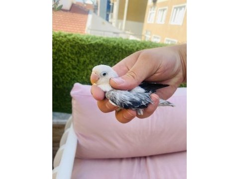 Cennet papağanı yavruları (üst mutasyon)