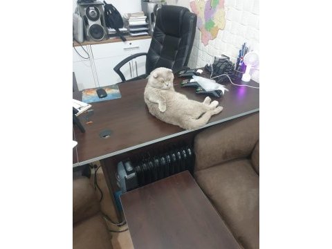 Scottish fold kedimiz tito yuva arıyor