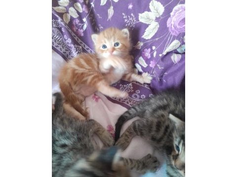 Yavru kediler yuva bekliyor