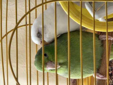 Uygun fiyata verilecek forpus ve albino muhabbet