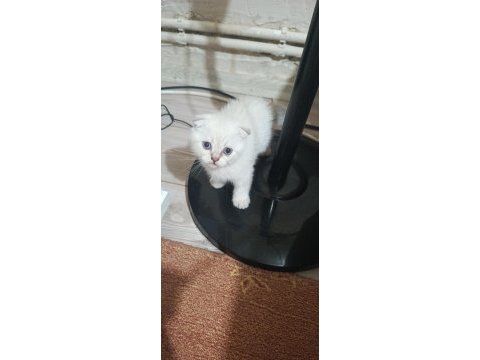 Minik british shorthair patiler