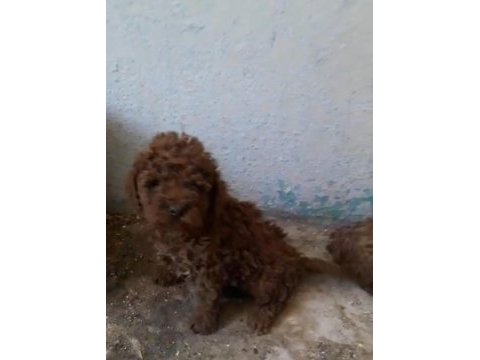 Poodle bebeklerimiz yeni evlerini bekliyor
