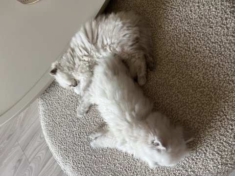 British longhair cins kedimiz erkek