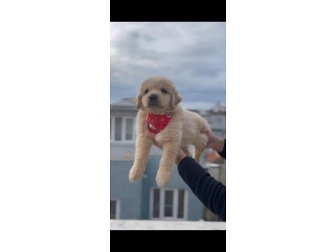 Baby face golden retriever