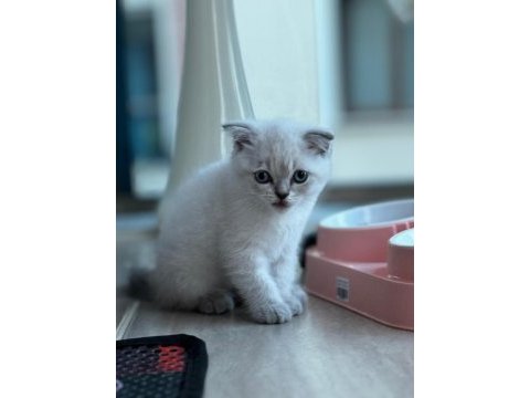 Bücür scottish fold iki buçuk aylık