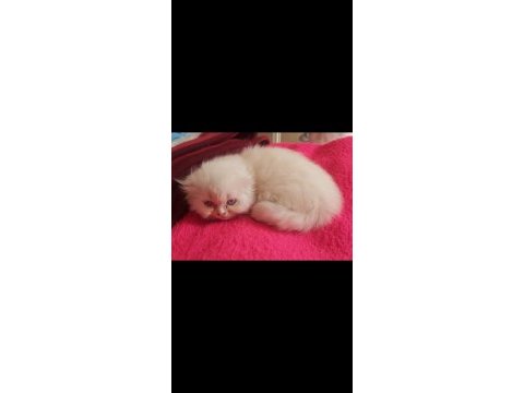 Scottish fold yavrular