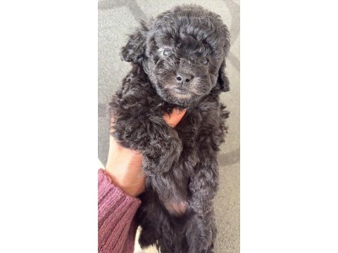 Safkan silver poodle yavruları özel renk
