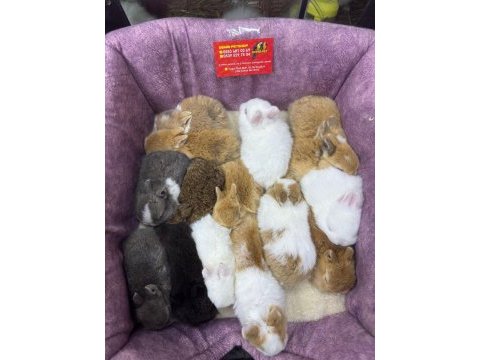 Cüce netherland dwarf yavru tavşanlar