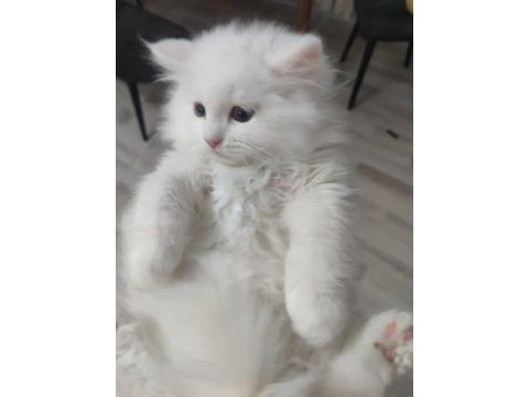 2 aylık 4 tane yavru kedilerimiz