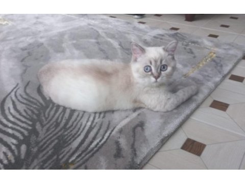 British shorthair blue point
