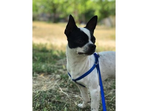 Chihuahua 1 yaşında ev eğitimli çipli