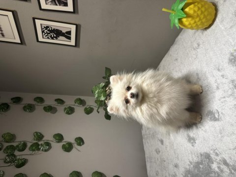 Orta düzey kusursuz güzellikte ithal 2 yaşında pomeranian