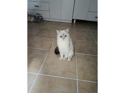 9 aylık british shorthair blue point