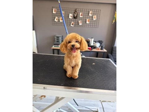 Toy poodle maltipoo yavrular