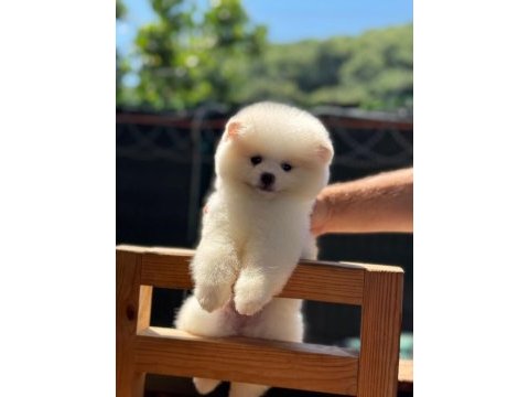 Sağlık ve ırk garantili pomeranian köpeği