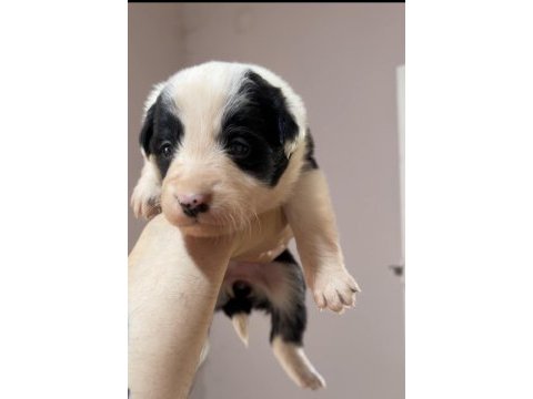 Border collie yavruları