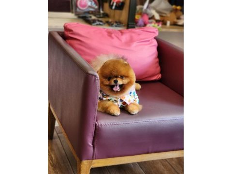 Yetişkin türkiyenin açık ara en iyisi pomeranian