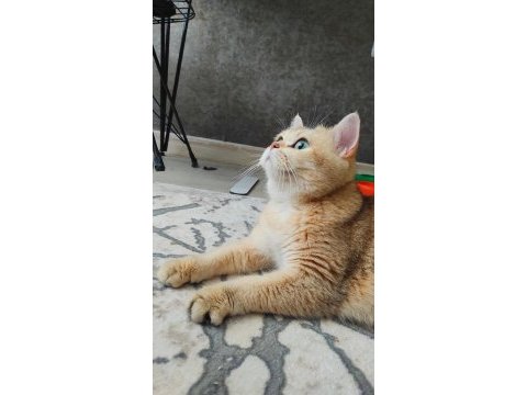 British shorthair golden dişiler