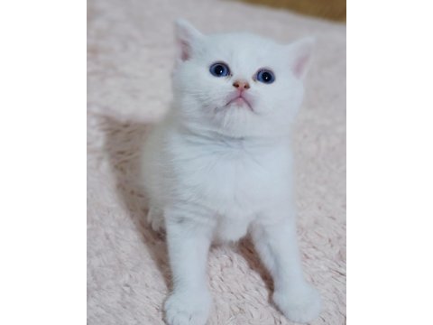 Scottish straight silver long ve shorthair iki erkek yavru