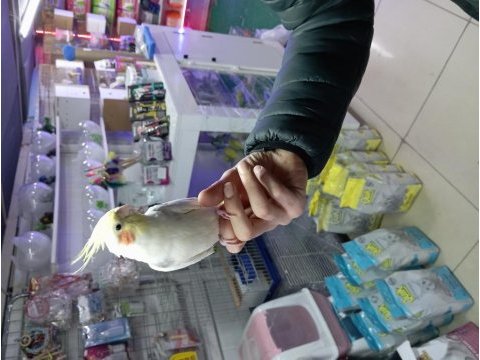 Sultan papağanı erkek kuşum