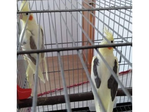 3 yaşında mecburiyetten satılık sultan papağanı takımlar