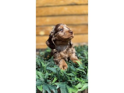 Merle renk mini dachshund (sosis köpek) yavrusu