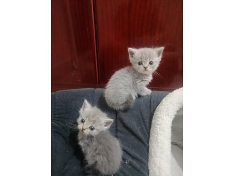 Uygun puanla scottish fold