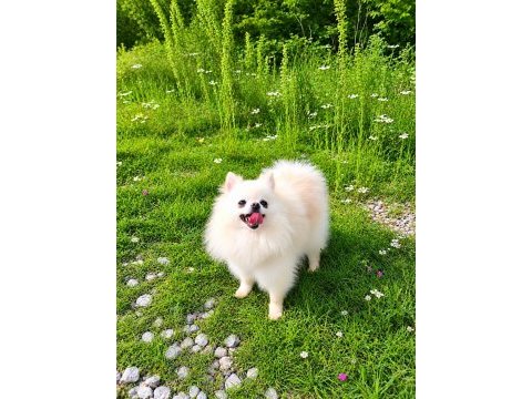 Mikro teacup pamuk prenses pomeranian boo
