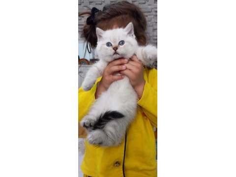Satılık yavru kediler 2 aylık dişi ve erkek