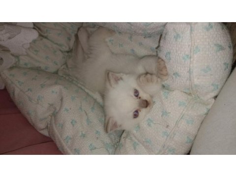 British longhair kedisi