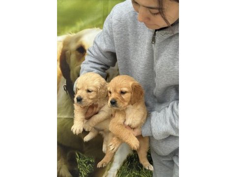 Golden çok sevimli yavrular ruhsatlı çiftlik