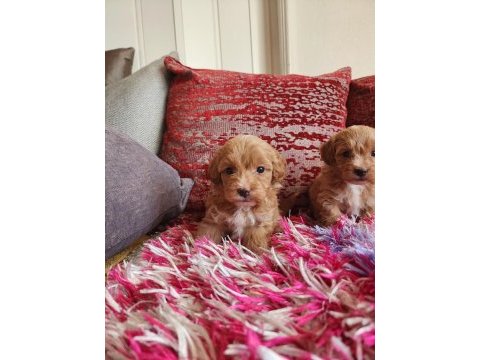 Sağlık ve ırk garantili kore maltipoo