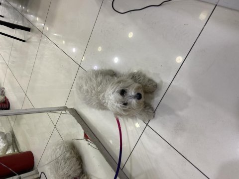 Dişi maltese