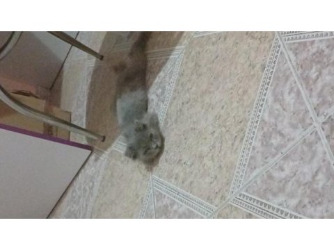 British longhair yavrumuz yuva arıyor