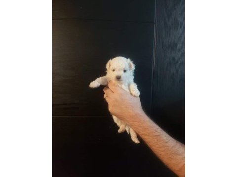 Maltese yavrular