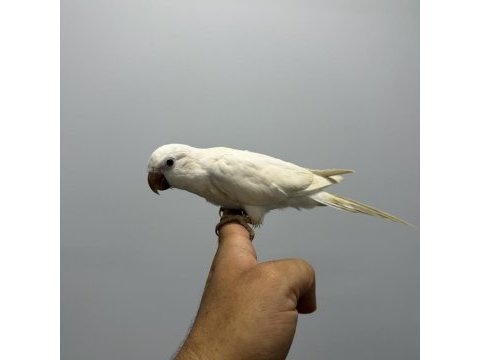 Albino monk papağanı kırmızı göz