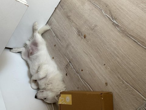 Rus finosu 5 aylık köpeğimiz
