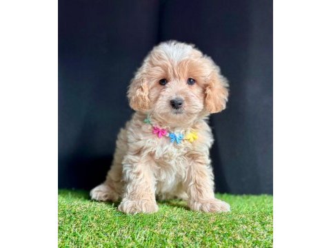 Maltipoo mix ırk yavrular