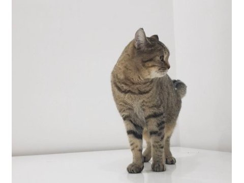 Evimizin neşesi sevimli british shorthair