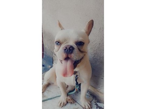 Blue cream erkek 2 yaşında french bulldog