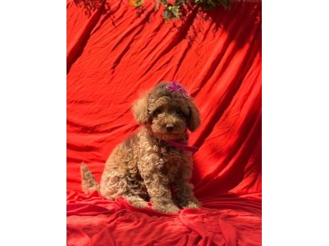 Gerçek tea cup teddy red brown poodle bebekler