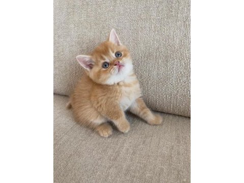 Golden british shorthair bebekler
