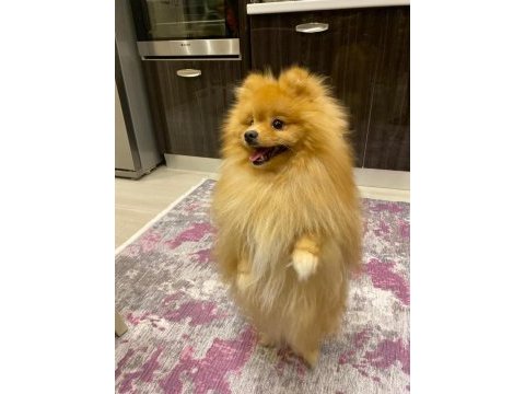 Acil ücretli sahiplendirelecek pomeranian boo