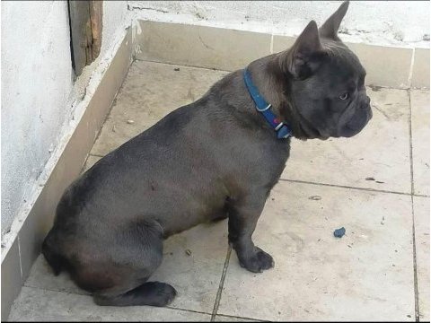 Yavru yetişkin french bulldog köpekler