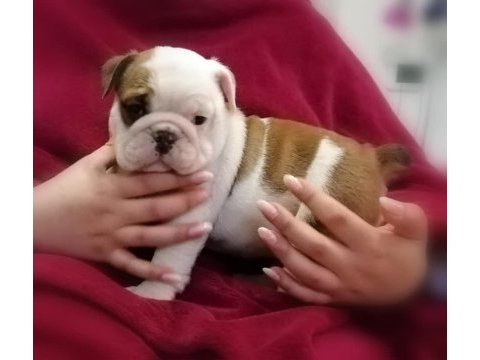 İngiliz bulldog yavruları