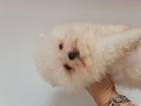 Pomeranian boo köpekleri