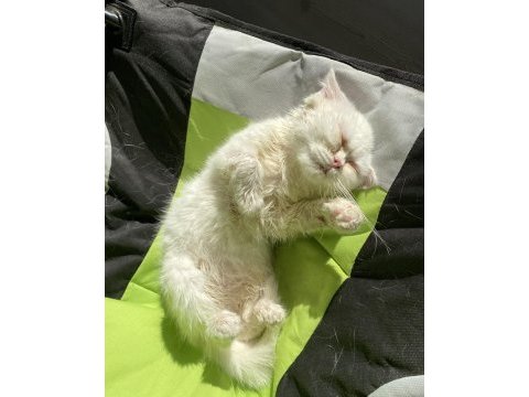 British shorthair erkek yavru
